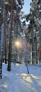 Сосны - 81