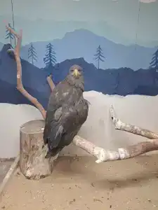 Тайга - 29