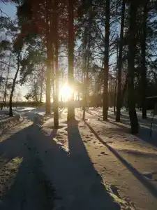 Хвойный - 75