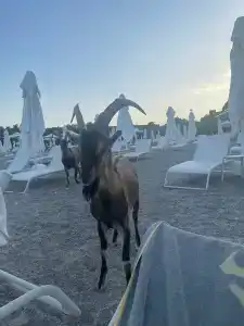 Maxx Royal Kemer Resort - 73