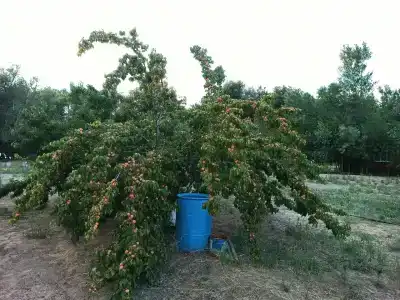 Судачье место - 49