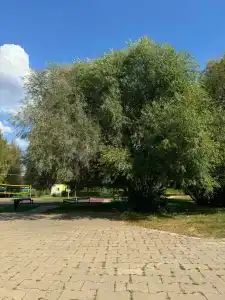 Зелёный остров - 72