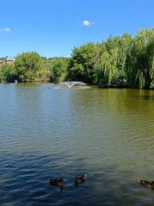 Монахов пруд - 71