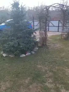 Золотая рыбка - 29