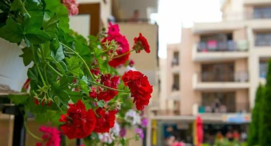 Tsb Sunny Victory - 82