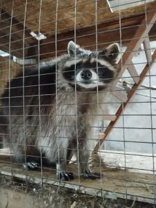 Мурманская страусиная ферма - 45