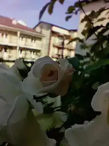 Катюша - 8