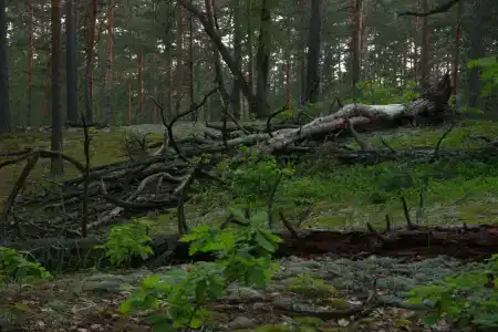 Пчелинцево - 15