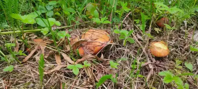 Сокольский Бор - 12