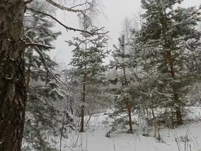 Хвойный парк - 6