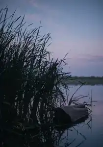 Дары Дона - 47