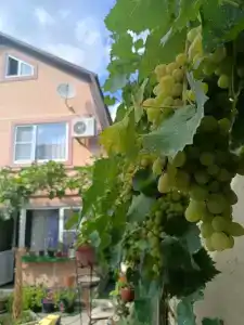 Голуби - 2