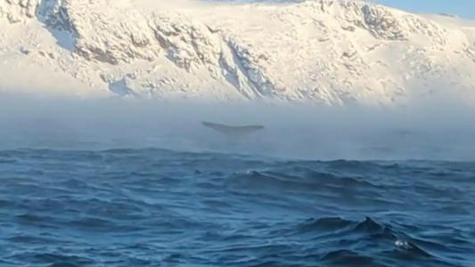 Cedar Grass Териберка - 66