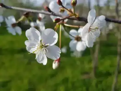 Александровский - 37