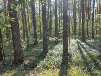 Улыбышево - 65