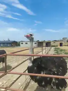 Страусиная ферма Экзотик - 23