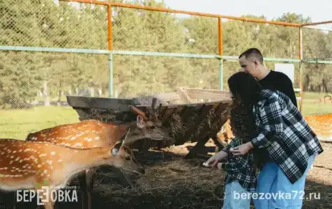 Березовка - 47