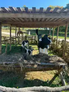 Хвалынский - 100