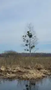 Наусть - 44