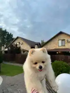 Дачный дворик - 82