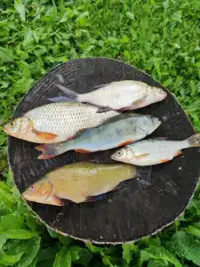 На Вазузу - 22