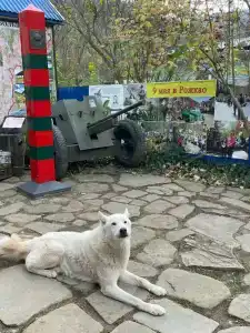 Комбат - 29