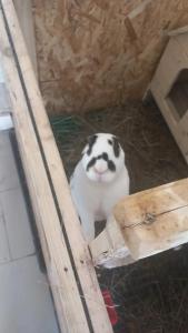 Кроличья нора - 85