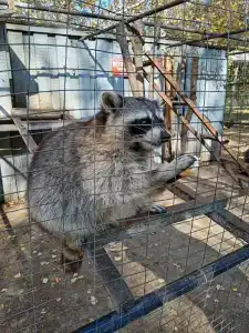 Мультиферма - 92