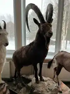 Черные камни - 85