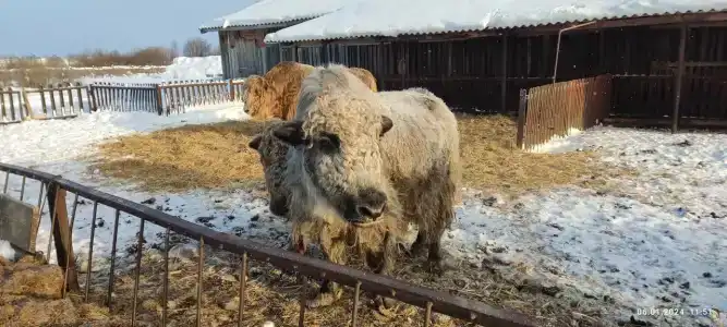 Кумыс. ру - 15