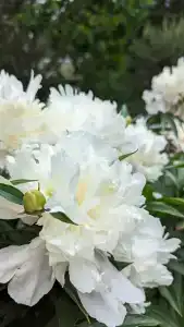 Простоквашино - 11