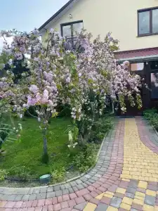 Синева Дель Соль - 1