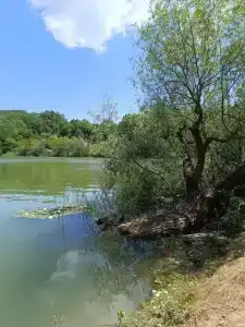 Родное - 68