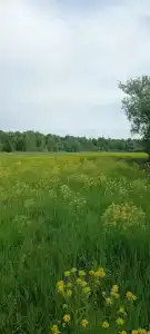 Лесная Дача им Елистратова - 33