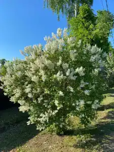 Лазаревых - 5