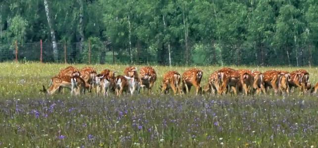 Замок La Ferme de Reve - 64