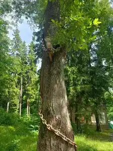 Хвойный бор - 14