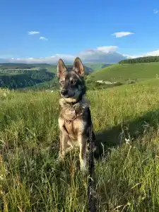 Медовые холмы - 37