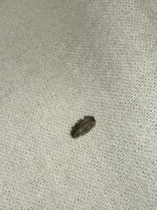 Роза Ветров - 73