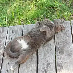 Хутор Ярви - 81