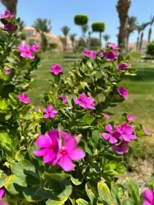 Pyramisa Beach Resort Sahl Hasheesh - 21