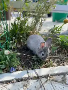 Морская дача Арабеска - 28