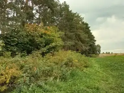 Смородина - 26