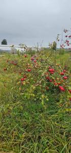 м «Gasthof Grenz - 96