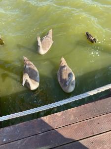 Гостевой дом Элиза Заркау - 60