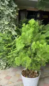 у дедушки Сако - 4