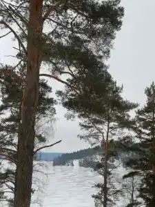 Чайка 1918 - 94