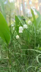 Фрегат - 41