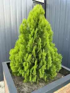 Белый Кролик - 20