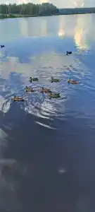 Зелёная роща - 90